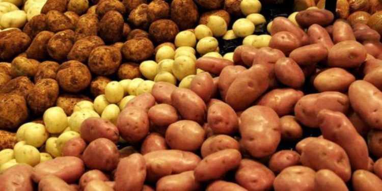 ताप्लेजुङ : आलु उत्पादन वृद्धि हुँदा किसान उत्साहित