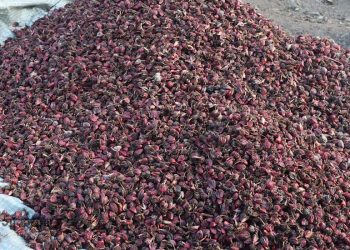 ताप्लेजुङ : किसानलाई अलैँची भित्र्याउन चटारो