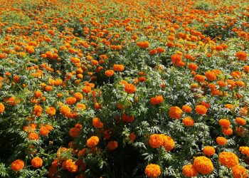 झापाको बाहुनडाँगीमा सामूहिक फूलखेती