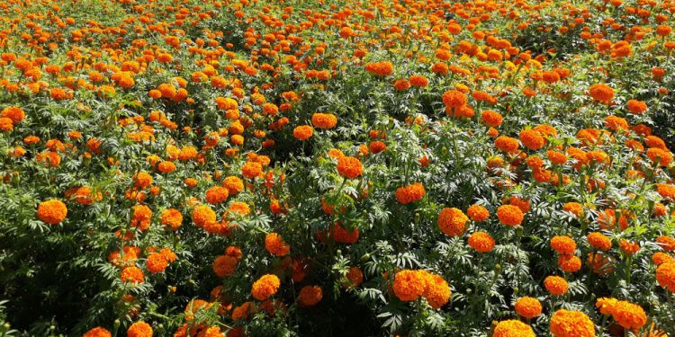 झापाको बाहुनडाँगीमा सामूहिक फूलखेती