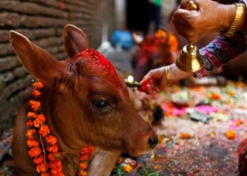 तिहारको तेस्रो दिन आज गाईको पूजा
