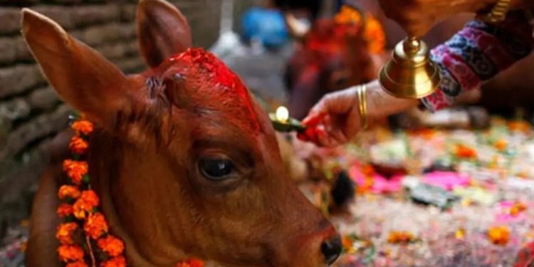 तिहारको तेस्रो दिन आज गाईको पूजा