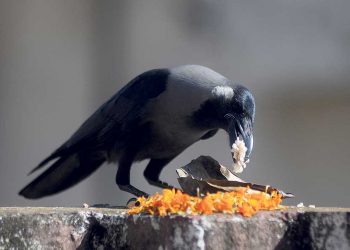 आजदेखि तिहार सुरु