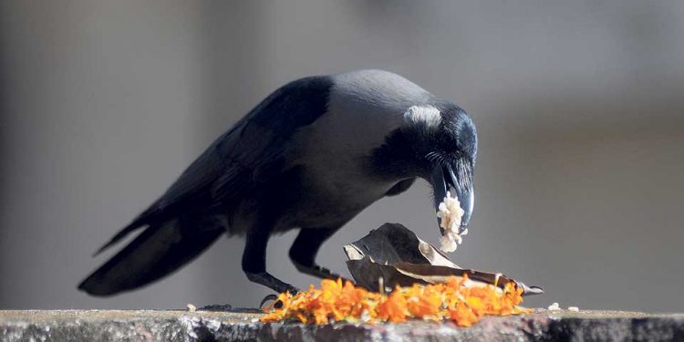 आजदेखि तिहार सुरु