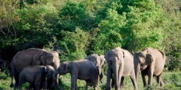 मोरङ र झापामा हात्तीको समस्या उस्तै, तीन जिल्लामा साउनयता सातको मृत्यु