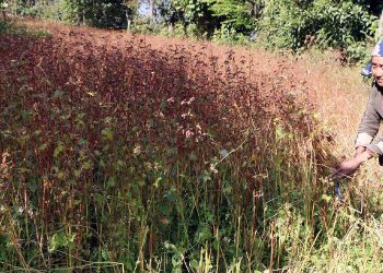 फापर खेती लगाउन किसानको मोह हराउन थाल्यो