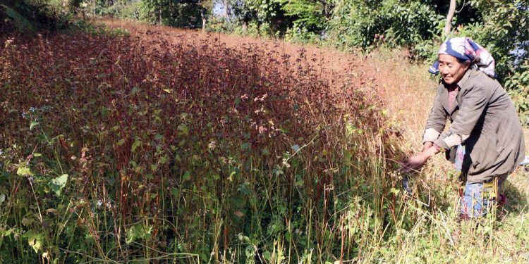 फापर खेती लगाउन किसानको मोह हराउन थाल्यो