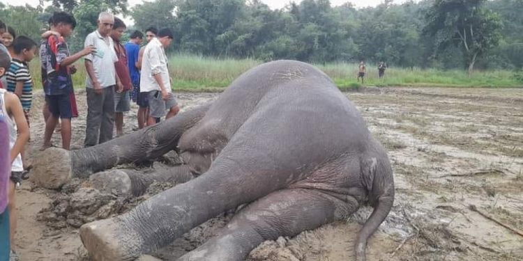 झापामा हात्ती मृत फेला