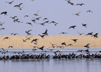 कोसी टप्पु वन्यजन्तु आरक्षमा चरा गणना