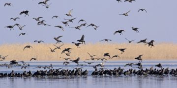 कोसी टप्पु वन्यजन्तु आरक्षमा चरा गणना