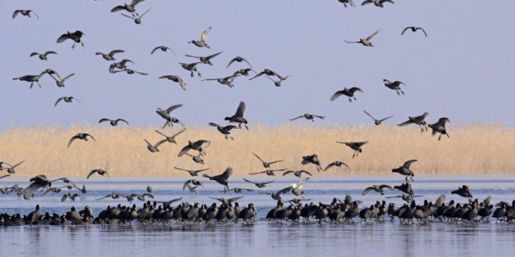 कोसी टप्पु वन्यजन्तु आरक्षमा चरा गणना