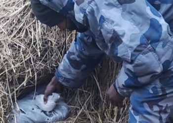 सुनसरीमा परालको कुनिउँभित्र लुकाएको ३३ केजी गाँजा बरामद