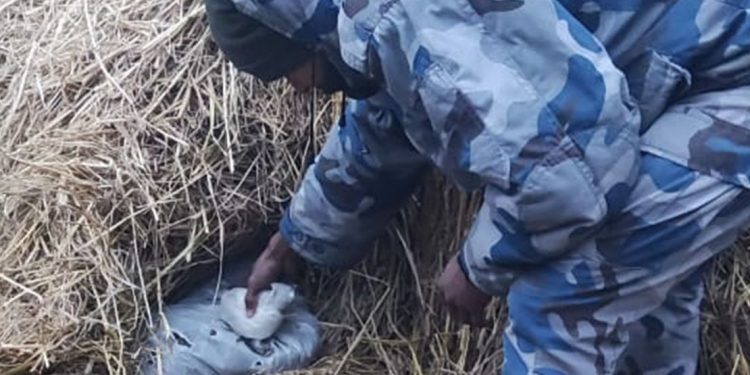 सुनसरीमा परालको कुनिउँभित्र लुकाएको ३३ केजी गाँजा बरामद