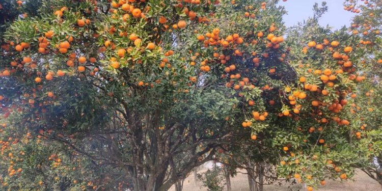 खोटाङबाट ३६ करोड बढीको सुन्तला निर्यात