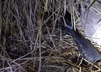 मोरङमा भरुवा बन्दुक बरामद, वन्यजन्तुको सिकारी गर्ने समूह फरार