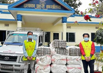 सुनसरीमा दुई राउन्ड फायर गरेर ४ सय ६ केजी गाँजासहित दुई पक्राउ