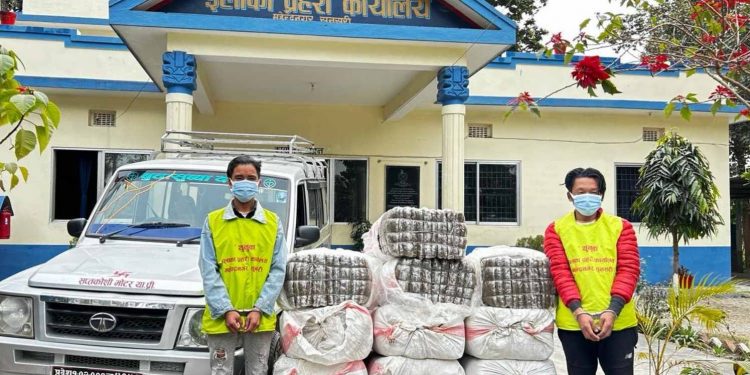 सुनसरीमा दुई राउन्ड फायर गरेर ४ सय ६ केजी गाँजासहित दुई पक्राउ