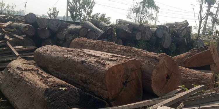 तरहराको जंगलबाट ‘सेटिङ’मा काठ तस्करी, गिरोह नै रहेको आशंका