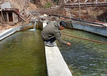 सोलुखुम्बु : वैदेशिक रोजगारीबाट फर्किएर माछापालन, मासिक डेढ लाख आम्दानी