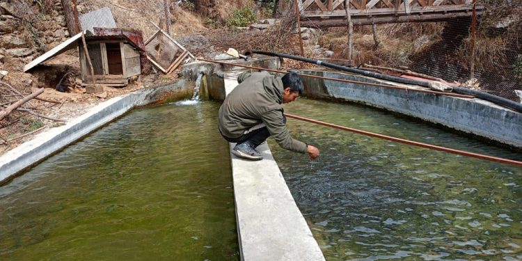 सोलुखुम्बु : वैदेशिक रोजगारीबाट फर्किएर माछापालन, मासिक डेढ लाख आम्दानी