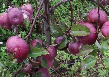 ‘आलुखेतीभन्दा स्याउबाट धेरै आम्दानी’