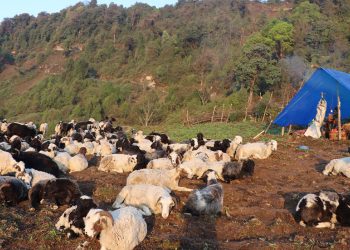 ताप्लेजुङ : हिमाली भेगमा सारिँदै भेडीगोठ