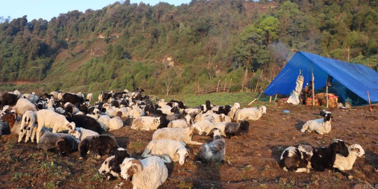 ताप्लेजुङ : हिमाली भेगमा सारिँदै भेडीगोठ