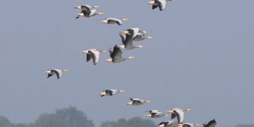 जाडो छल्ल नेपाल आएका चरा स्वदेश फर्किए