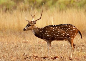 झापा : दुर्लभ पोथी चित्तलको उद्धार