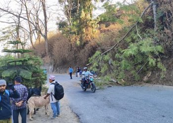 धनकुटामा गुडिरहेको मोटरसाइकललाई रुख ढलेर किच्यो, एक युवतीको मृत्यु