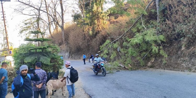 धनकुटामा गुडिरहेको मोटरसाइकललाई रुख ढलेर किच्यो, एक युवतीको मृत्यु
