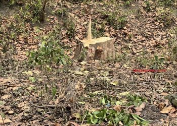 एसियन हाइवे : ‘लुछिएका’ रूखहरूका चोट देख्दा दुख्छ हृदय