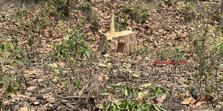 एसियन हाइवे : ‘लुछिएका’ रूखहरूका चोट देख्दा दुख्छ हृदय