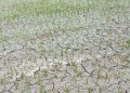 समयमा पानी नपर्दा सुक्न थाल्यो चैते धान