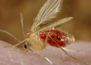 झापामा देखियो कालाजार रोगको संक्रमण