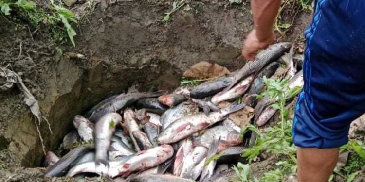 झापामा ४ सय ५० केजी माछा बरामद