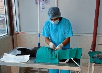 धनकुटामा कुकुरहरूको बन्ध्याकरण