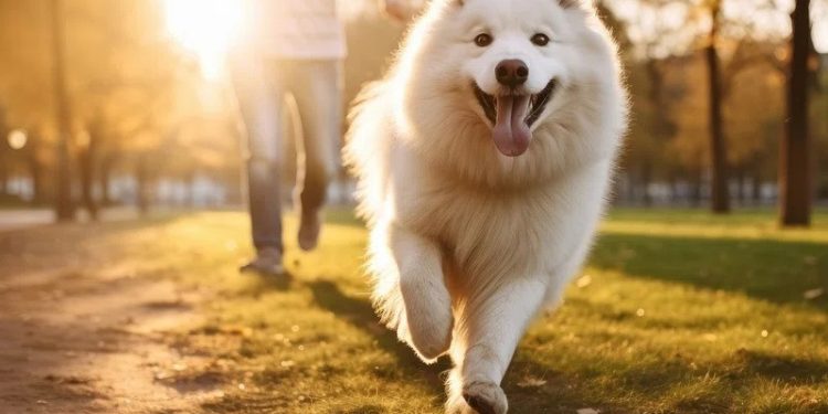 इटहरी : सार्वजनिक स्थानमा कुकुरलाई दिसा–पिसाप गराउनेलाई जरिवाना