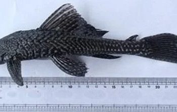 मोरङमा पहिलोपटक भेटियो अमेजन नदीमा पाइने माछा, कसरी आइपुग्यो नेपाल ?