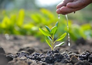 पाथीभरा क्षेत्रमा वृक्षरोपण अभियान