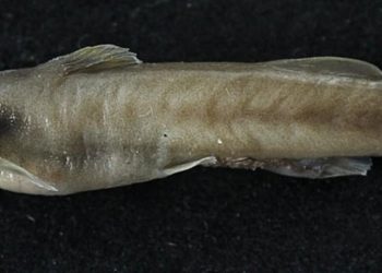 कोशी नदीमा लोपोन्मुख माछा भेटियो