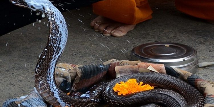 नाग पूजा गरी मनाइँदै नागपञ्चमी