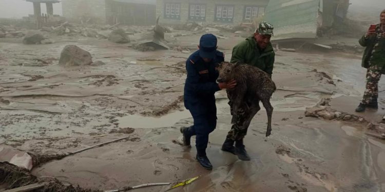 सोलुखुम्बु : थामे बाढीपीडितको उद्धारमा खटिएका प्रहरी पुरस्कृत