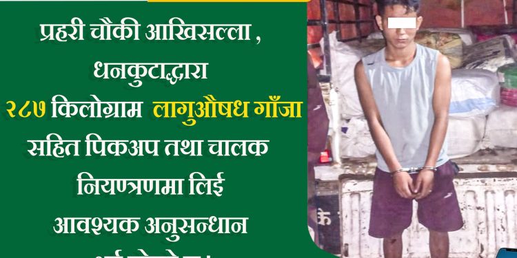 धनकुटामा गाँजा बोकेको पिकअप गाडीसहित एक पक्राउ