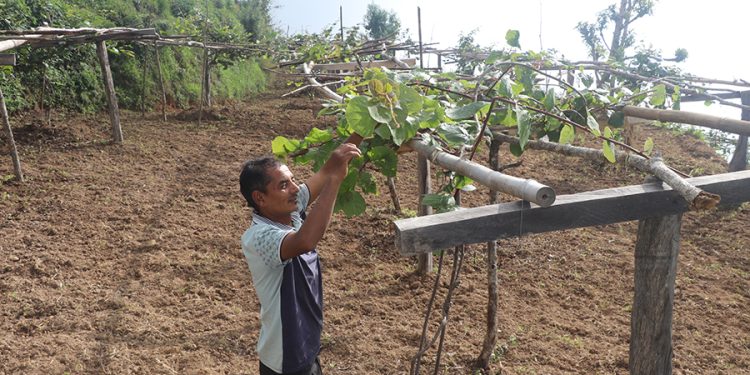 बहुवर्षीय बाली खेती प्रणालीमा जुट्दै भोजपुरका किसान