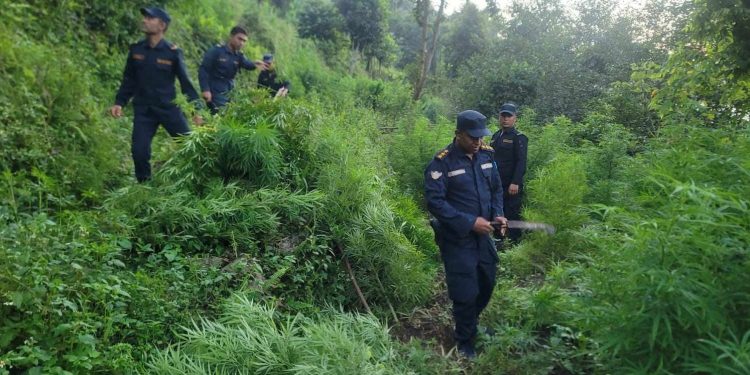 धनकुटामा प्रहरीले नष्ट गर्यो गाँजाका बोट