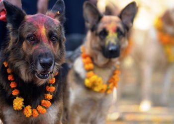 कात्तिक कृष्ण चतुर्दशीः नरक चतुर्दशी, कुकुर तिहार