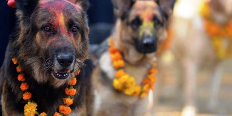 कात्तिक कृष्ण चतुर्दशीः नरक चतुर्दशी, कुकुर तिहार