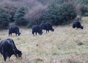 चरन क्षेत्रमा चौँरी