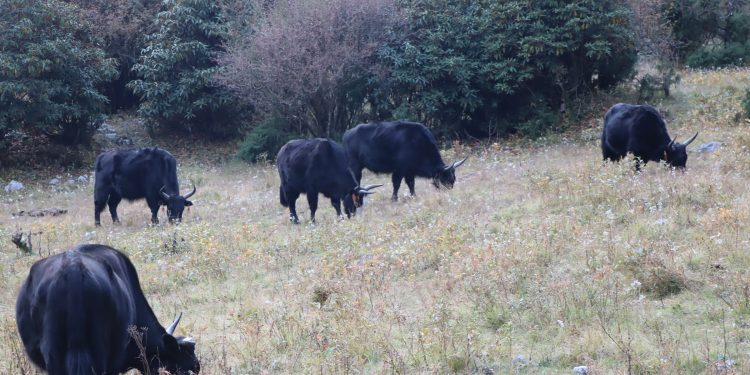 चरन क्षेत्रमा चौँरी